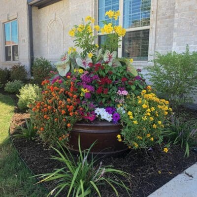 Spring Color Pot Yellow, Elephant Ear, Petunia, Trailing Flowers, Loriope