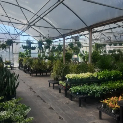 Locally Grown Flowers for Keller and North Texas Landscapes