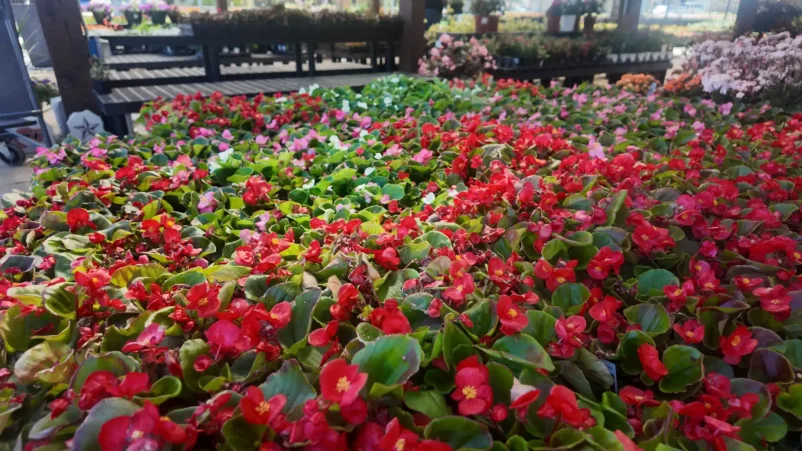 Keller, TX Plant & Tree Nursery