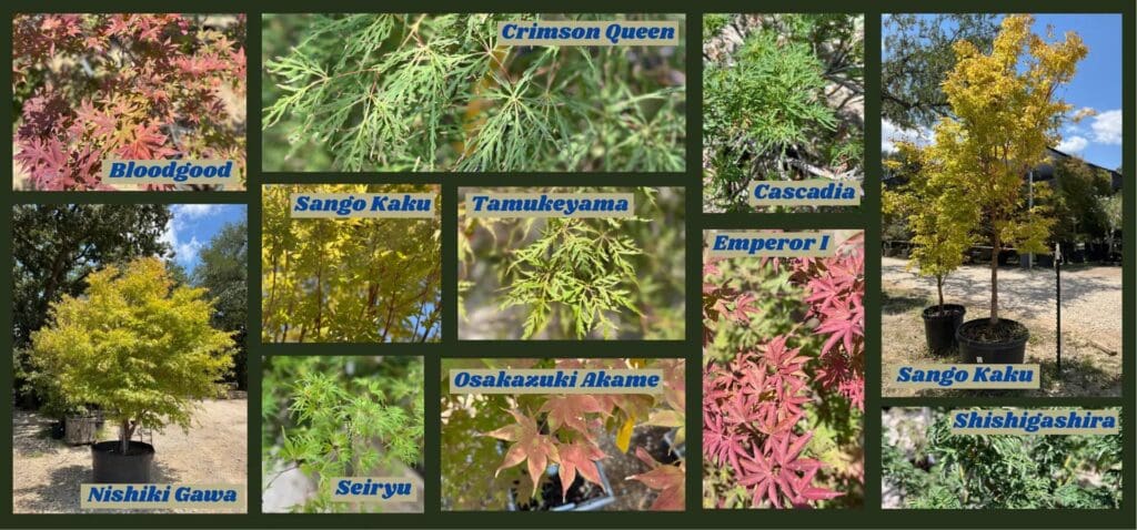 Japanese+Maple+Trees+Aug+2025