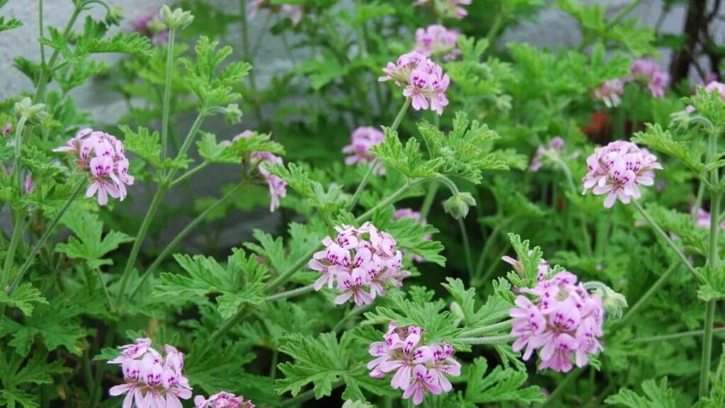 citronella+flowers