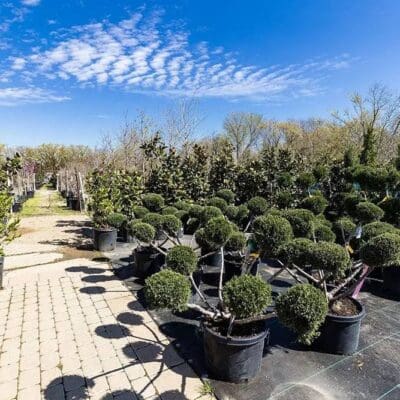 Keller, TX Plant & Tree Nursery