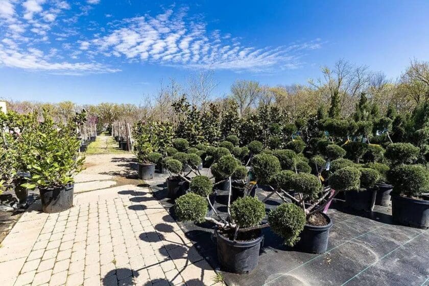 Keller, TX Plant & Tree Nursery