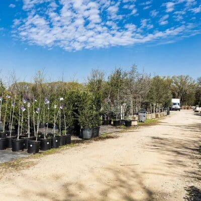 plant nursery3