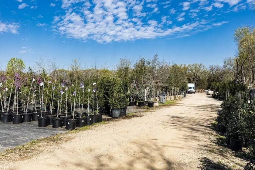 plant nursery3