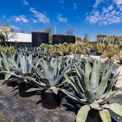 Keller, TX Plant & Tree Nursery