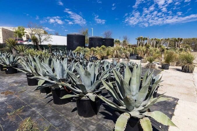 Keller, TX Plant & Tree Nursery