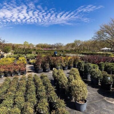 Keller, TX Plant & Tree Nursery