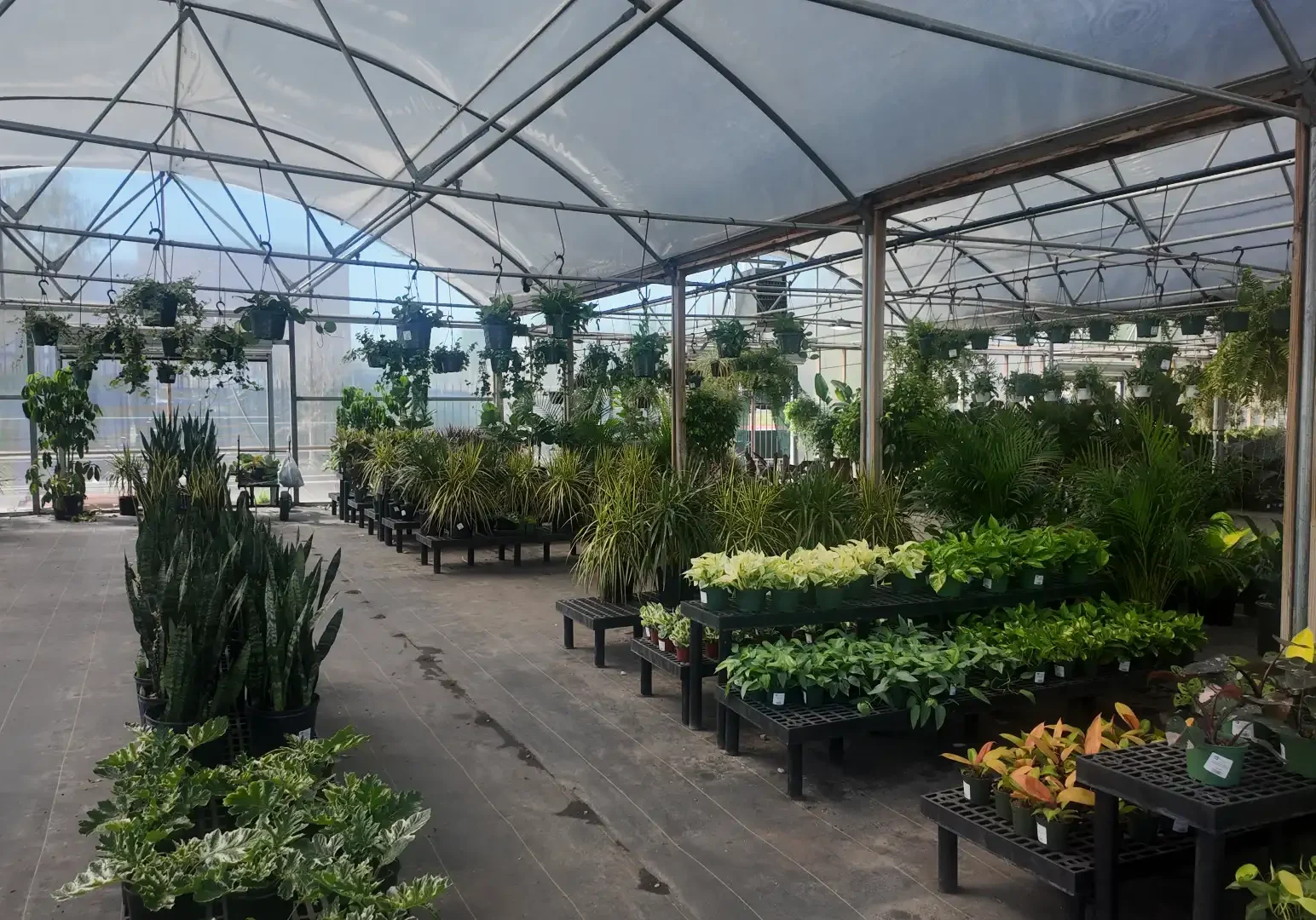 Locally Grown Flowers for Keller and North Texas Landscapes