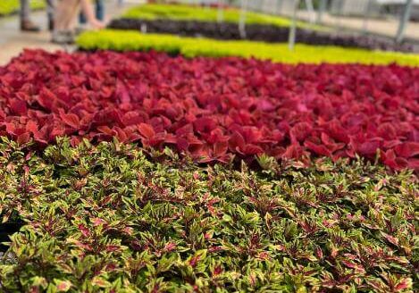 Locally Grown Flowers for Keller and North Texas Landscapes
