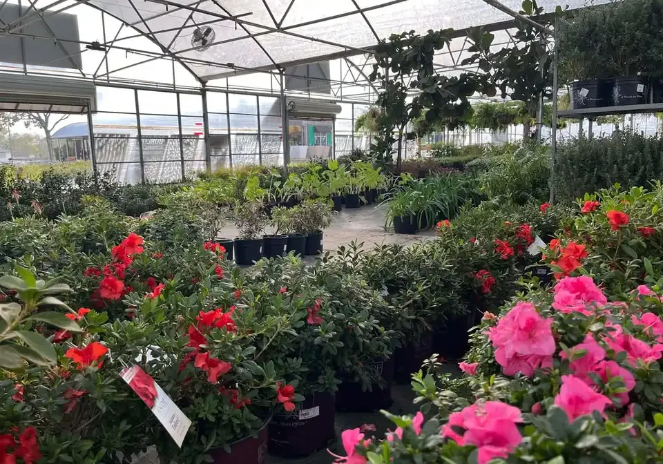 Locally Grown Flowers for Keller and North Texas Landscapes