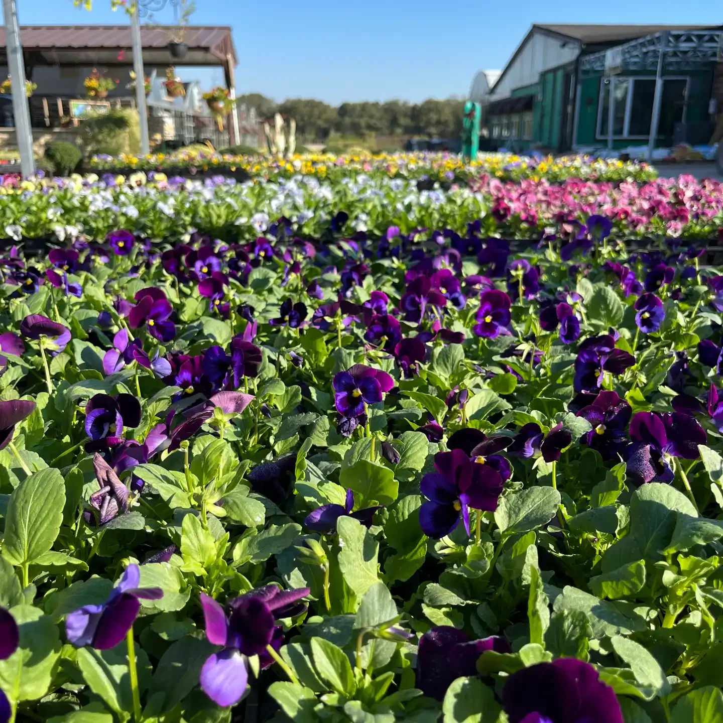Keller, TX Garden Center