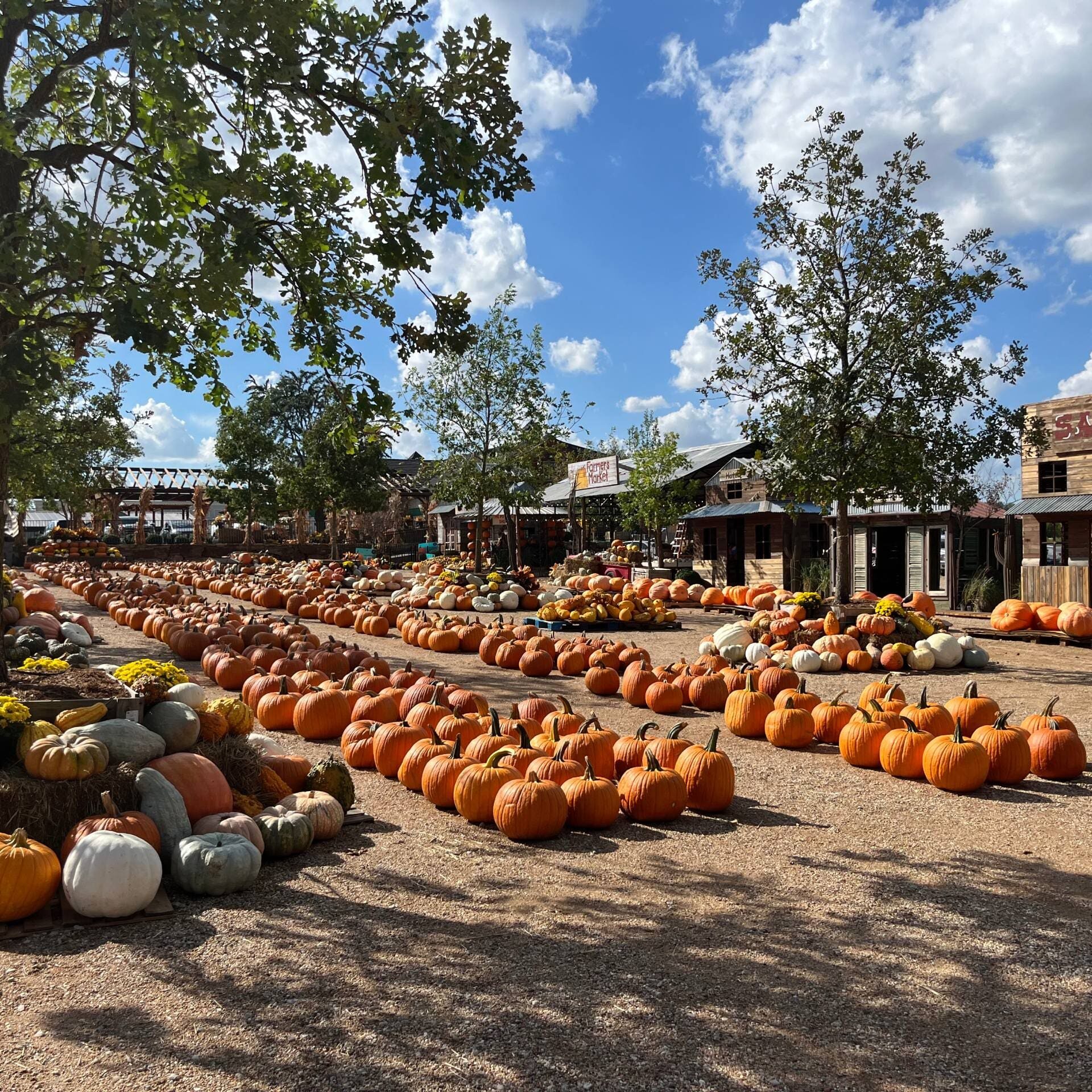 Keller, TX Pumpkin Patch & Christmas Tree Farm