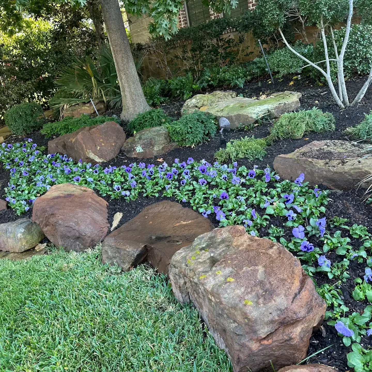 Purple Pansy Boulder Bed