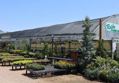 Locally Grown Flowers for Keller and North Texas Landscapes