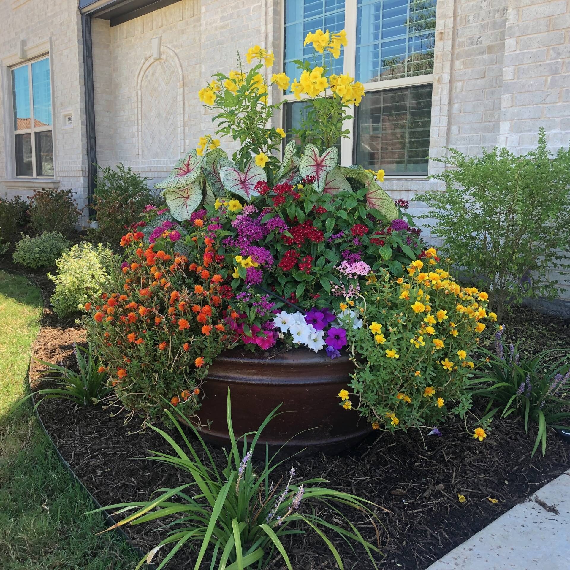 Spring Color Pot Yellow, Elephant Ear, Petunia, Trailing Flowers, Loriope