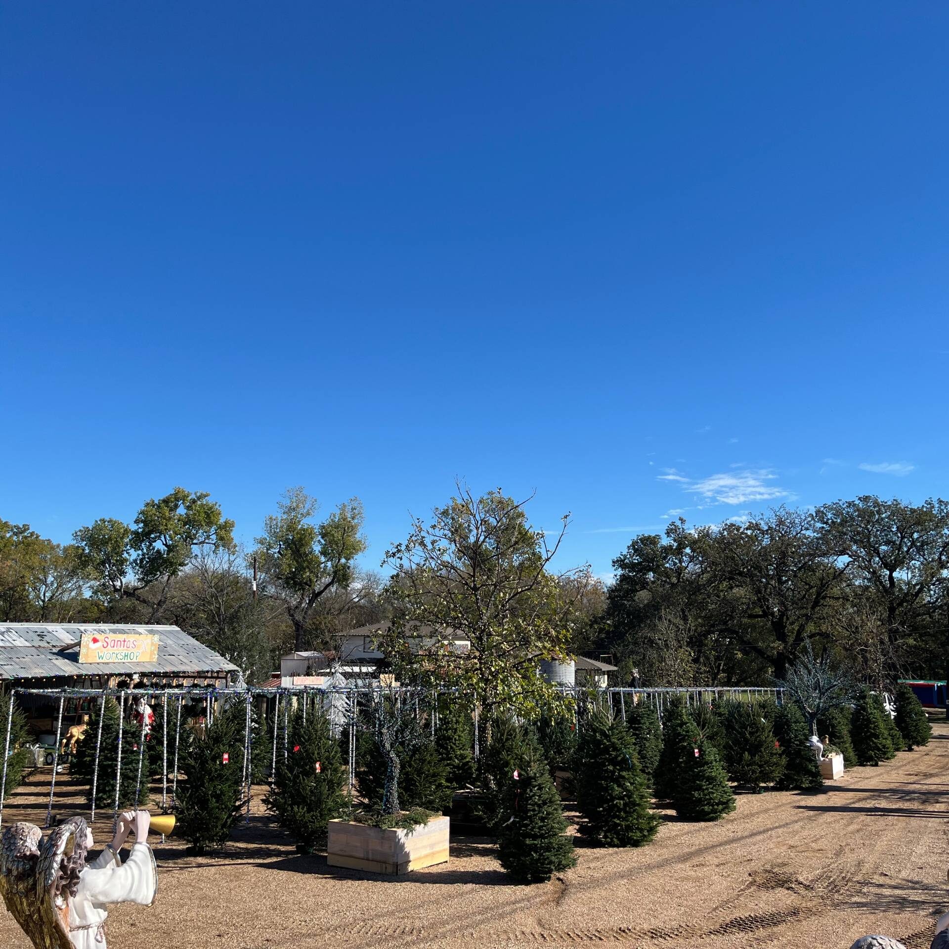 Keller, TX Pumpkin Patch & Christmas Tree Farm