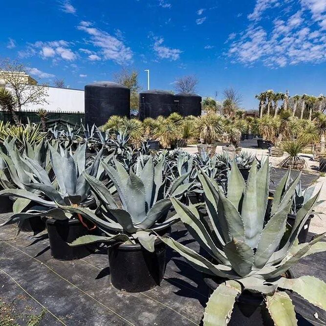 Keller, TX Plant & Tree Nursery